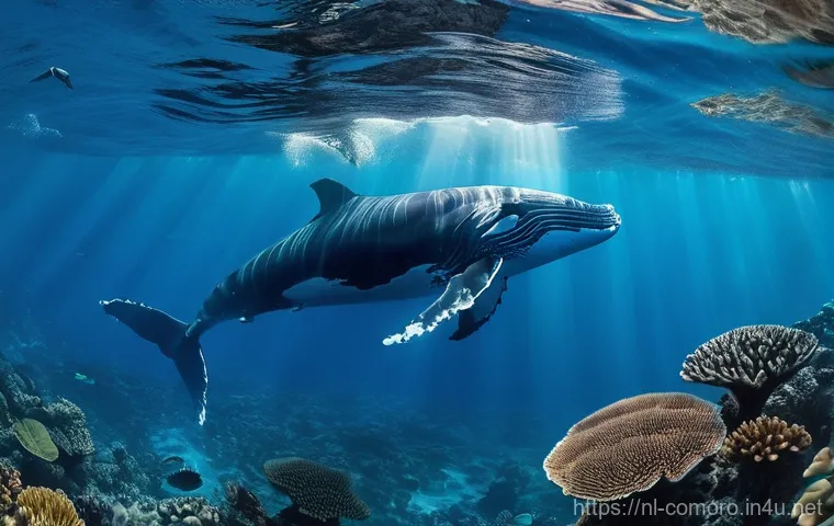 코모로 기후와 여행 적기 - **Prompt:** A serene underwater scene in the warm, clear turquoise waters off Mohéli, Comoros. A maj...